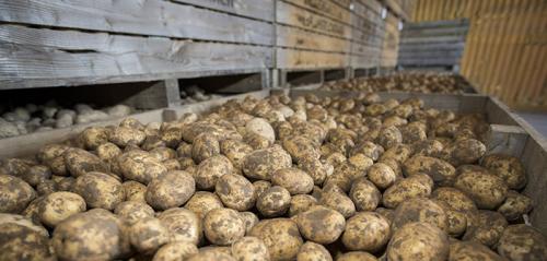 Sprout suppressant receives authorisation