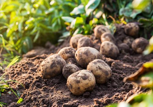 Every little bit helps:  Potato dormancy enhancer 1,4SIGHT® & 1,4SEED® is now “Carbon Neutral”