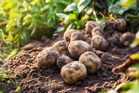 Every little bit helps:  Potato dormancy enhancer 1,4SIGHT® & 1,4SEED® is now “Carbon Neutral”